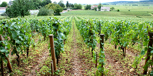 vignes