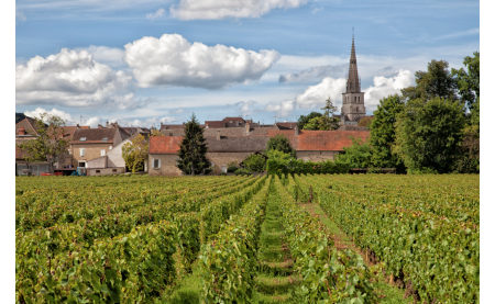 Les vins de Bourgogne, terroirs et dégustation